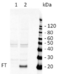 FT/TSF | Flowering locus T and twin sister of FT in the group Antibodies Plant/Algal / Developmental Biology / Photomorphogenesis at Agrisera AB (Antibodies for research) (AS06 198)
